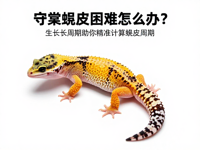 守宫蜕皮困难怎么办？统计生长周期助你精准计算蜕皮周期