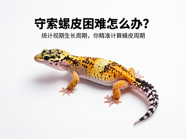守宫蜕皮困难怎么办？统计生长周期助你精准计算蜕皮周期