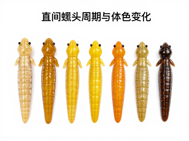 金直间蜕皮周期与体色变化,生长速度中等,蜕皮后体色鲜艳解析