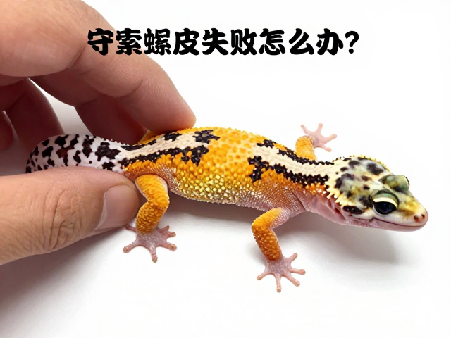 守宫蜕皮失败怎么办?夜行性宠物蜕皮周期详解与急救指南