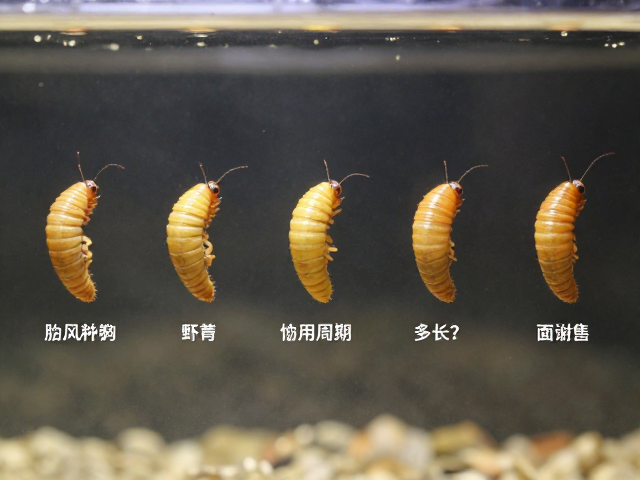 面包虫蜕皮周期多长？避光饲养防强光直射指南