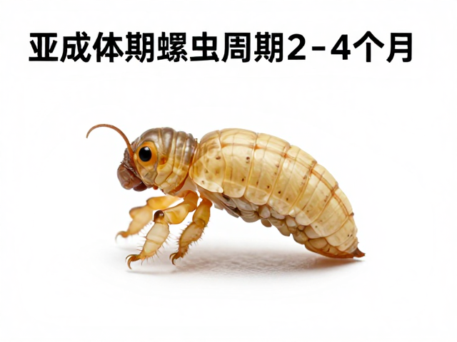 亚成体期蜕皮周期2-4个月，通风良好助顺利蜕皮