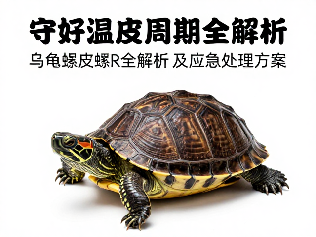 守好温度稳定！乌龟蜕皮周期全解析及应急处理方案