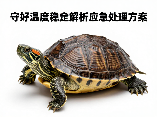 守好温度稳定！乌龟蜕皮周期全解析及应急处理方案