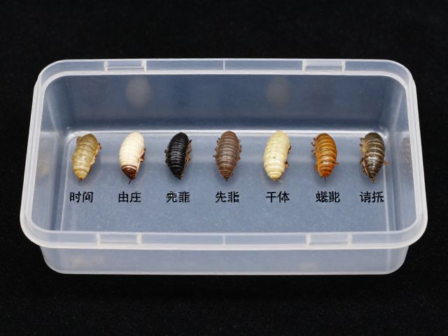 记录蜕皮时间，塑料饲养盒养虫蜕皮周期详解