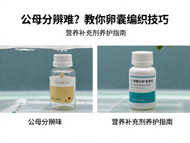 公母分辨难？教你卵囊编织技巧，营养补充剂养护指南