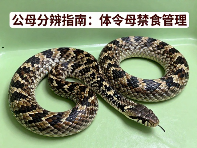 公母分辨指南，体型中等偏大蛇类蜕皮后禁食期管理