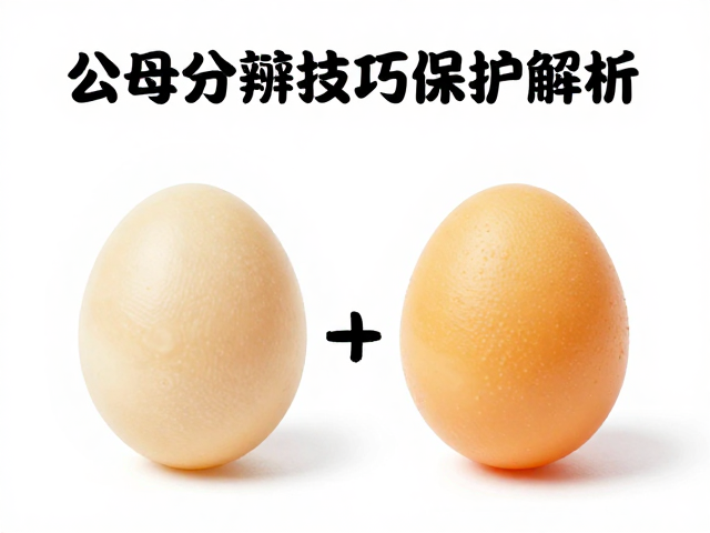 性二型差异大？公母分辨技巧与卵袋保护全解析