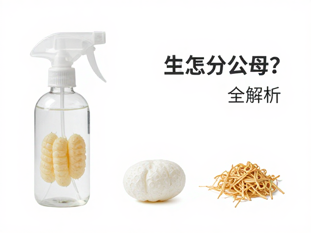 喷雾瓶养虫怎么分公母？卵囊编织技巧全解析