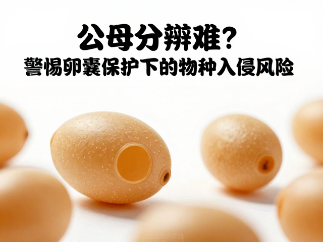 公母分辨难？警惕卵囊保护下的物种入侵风险