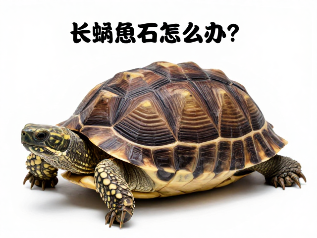 龟壳长蛲石怎么办？观察活动能力判断健康，清洁打理全攻略