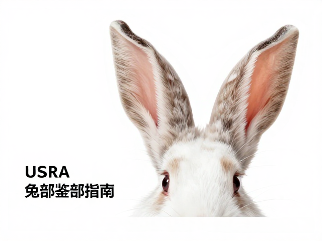 幼兔鉴别指南,参考美国兔子协会(USRA)标准,通过耳部细节检查精准识别
