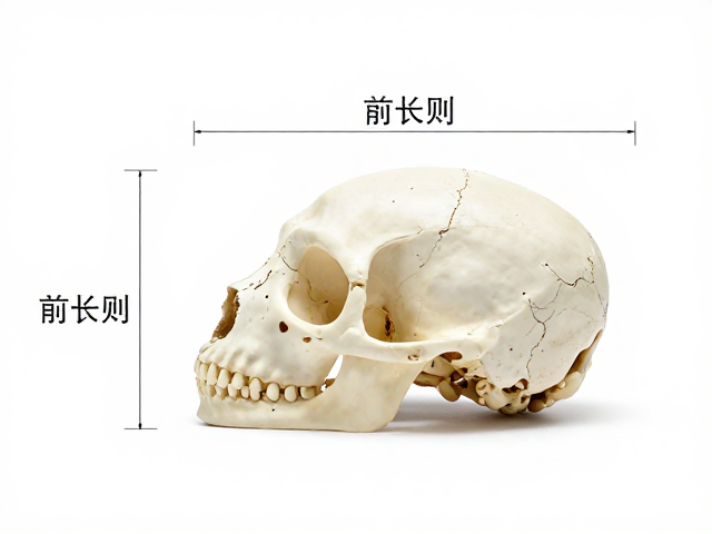 幼兔鉴别与常见亚种区分,头骨宽度长度比例实测解析
