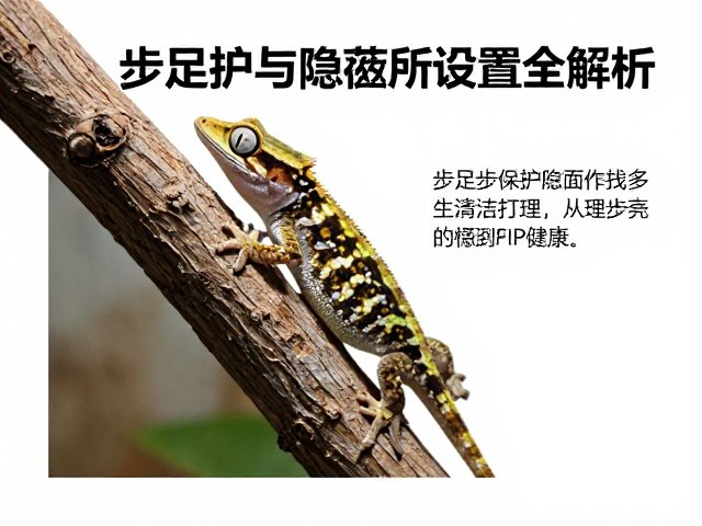 避役饲养指南，清洁打理、步足保护与隐蔽所设置全解析