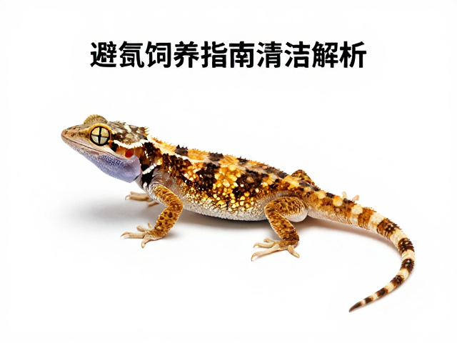 避役饲养指南，清洁打理、步足保护与隐蔽所设置全解析