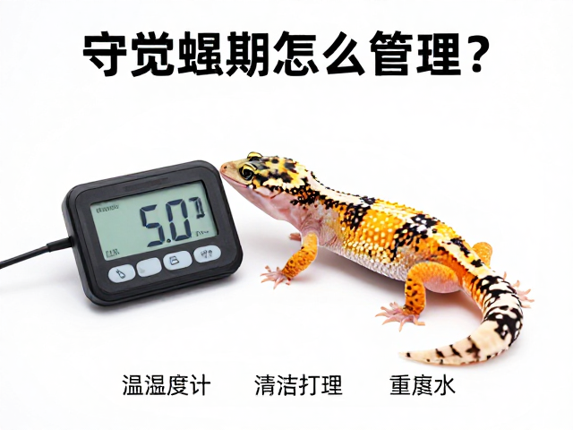 守宫蜕皮期怎么管理？温湿度计监控，清洁打理全攻略