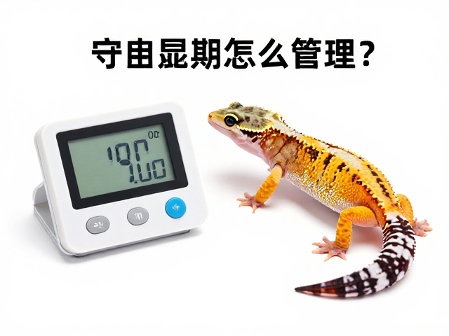 守宫蜕皮期怎么管理？温湿度计监控，清洁打理全攻略