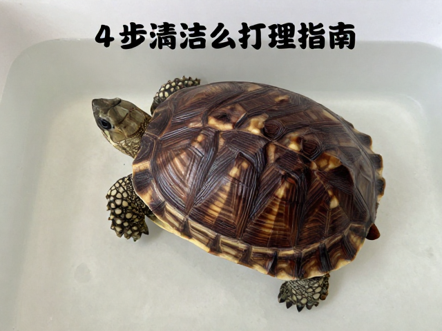 龟甲壳病怎么消毒饲养箱？4步清洁打理指南，快速除菌防复发
