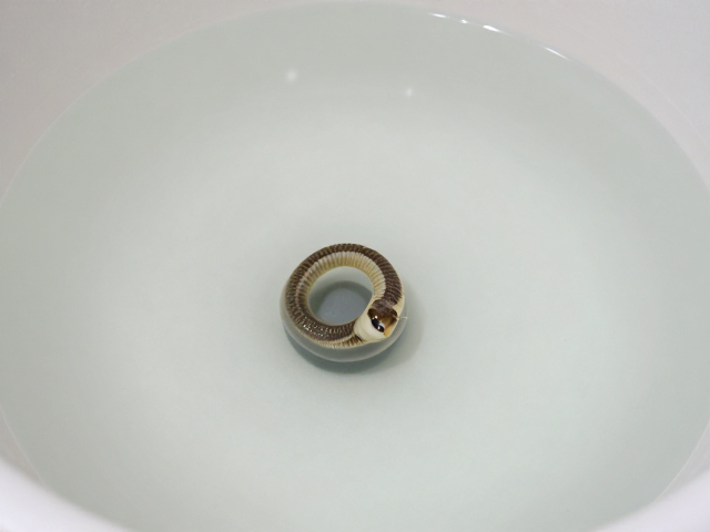 浅口水盆怎么清洁？蛇蜕皮前征象全解析，新手必看