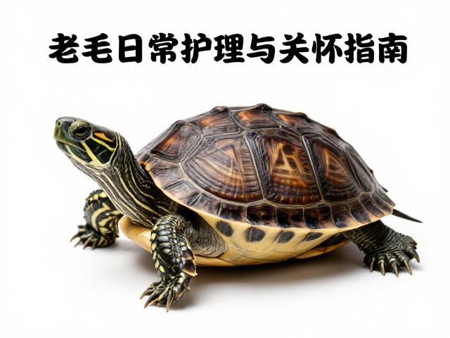 乌龟蜕皮期怎么清洁？老年龟日常护理与关怀指南