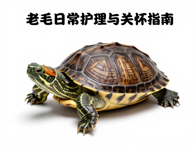 乌龟蜕皮期怎么清洁？老年龟日常护理与关怀指南