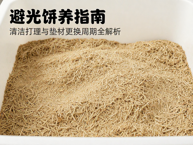 避光饲养指南,清洁打理与垫材更换周期全解析