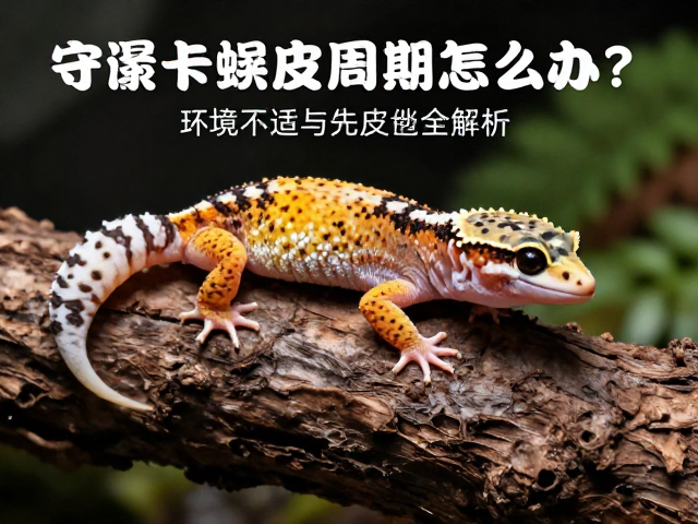 守宫卡蜕皮怎么办？环境不适与蜕皮周期全解析