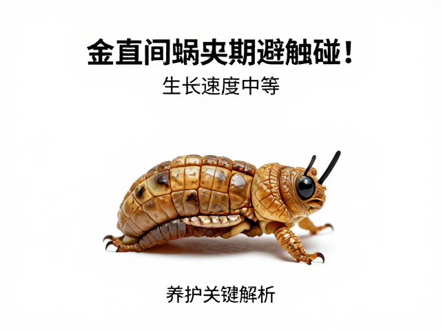 金直间蜕皮期避触碰！生长速度中等，养护关键解析