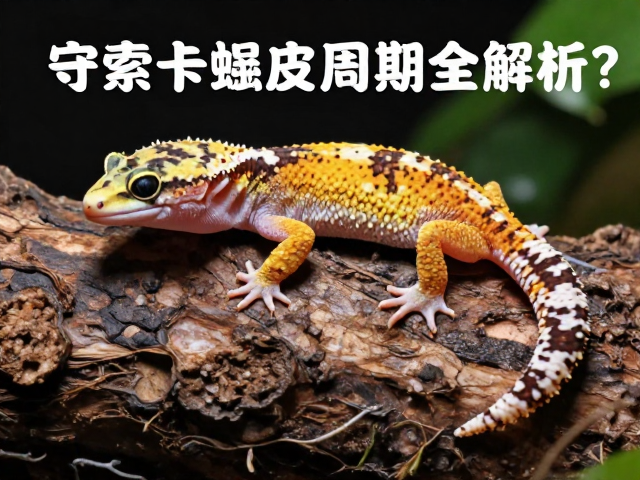 守宫卡蜕皮怎么办？环境不适与蜕皮周期全解析