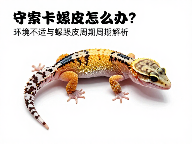 守宫卡蜕皮怎么办？环境不适与蜕皮周期全解析