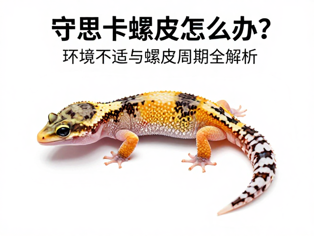 守宫卡蜕皮怎么办？环境不适与蜕皮周期全解析