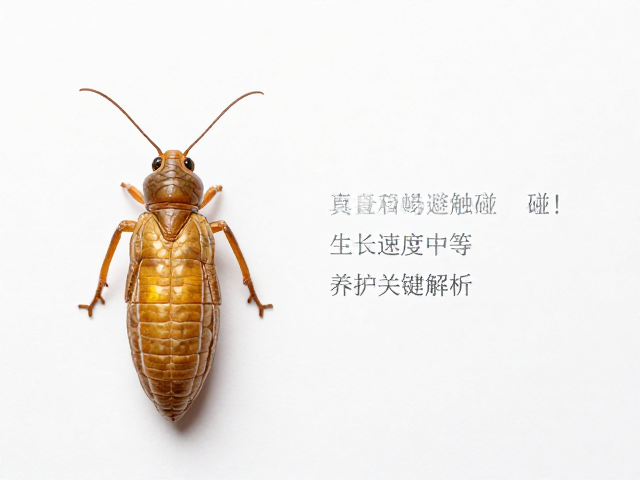 金直间蜕皮期避触碰！生长速度中等，养护关键解析