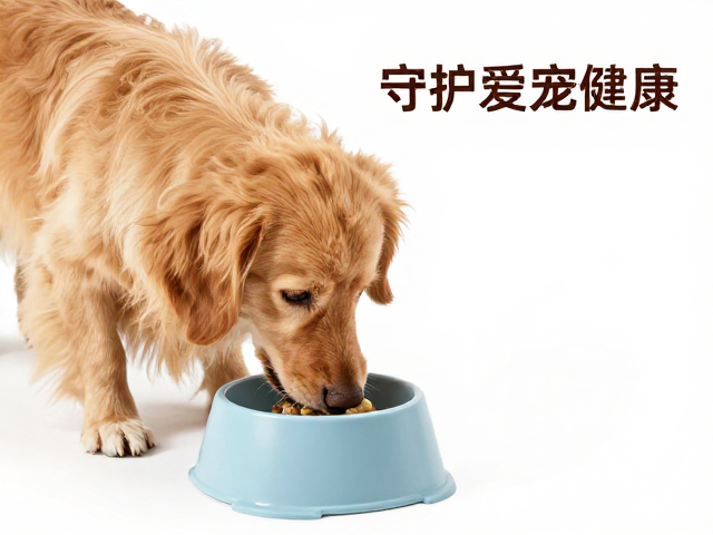 宠物进食工具安全与清洁打理指南，守护爱宠健康