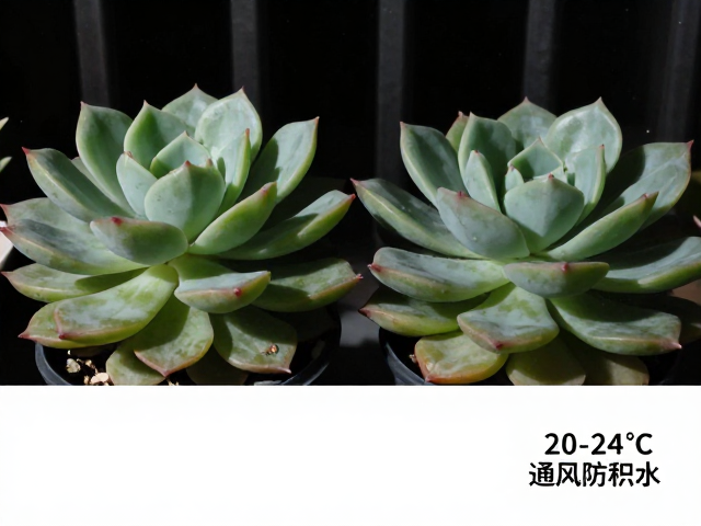 多肉夜间20-24℃通风防积水,清洁打理更省心