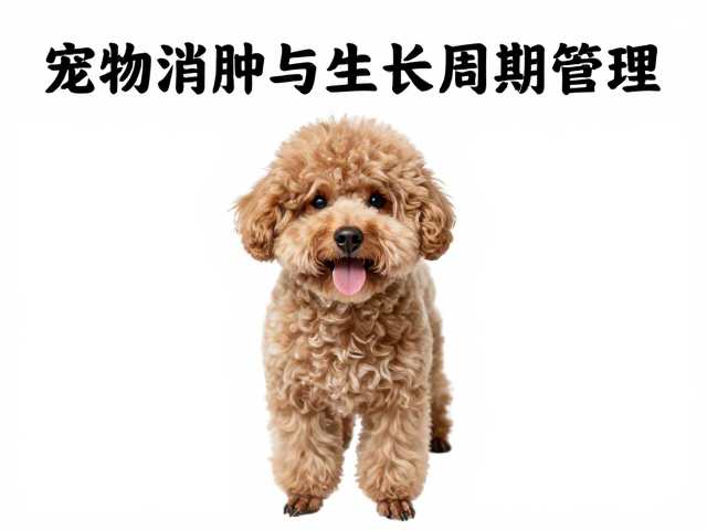 宠物消肿与生长周期管理，日常清洁打理全攻略