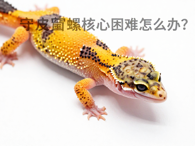 守宫蜕皮困难怎么办？异常行为识别与清洁打理全攻略