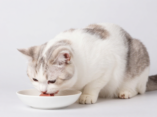 猫咪清洁打理与进食记录，教你保持安静不扰民
