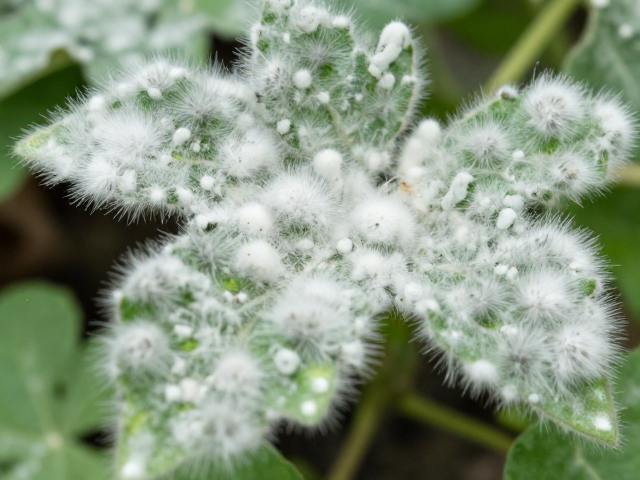 植物发霉长白毛?温湿度控制与真菌识别,教你轻松清洁打理