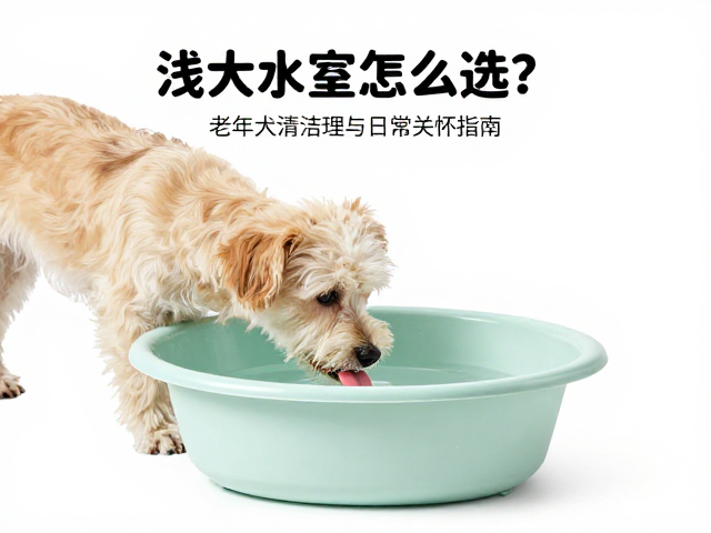 浅口水盆怎么选？老年犬清洁打理与日常关怀指南