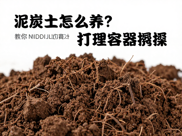 泥炭土怎么养？教你正确清洁打理与容器擦拭，告别发霉长虫