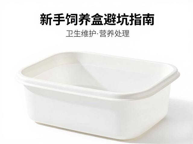 浅盘饮水，饲养盒清洁打理，新手饲养盒避坑指南与卫生维护