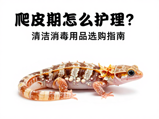 爬宠蜕皮期怎么护理？清洁消毒用品选购指南