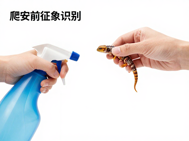 爬宠蜕皮前征象识别，喷壶清洁打理全攻略
