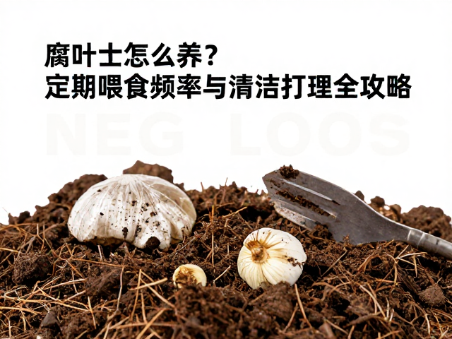 腐叶土怎么养?定期喂食频率与清洁打理全攻略