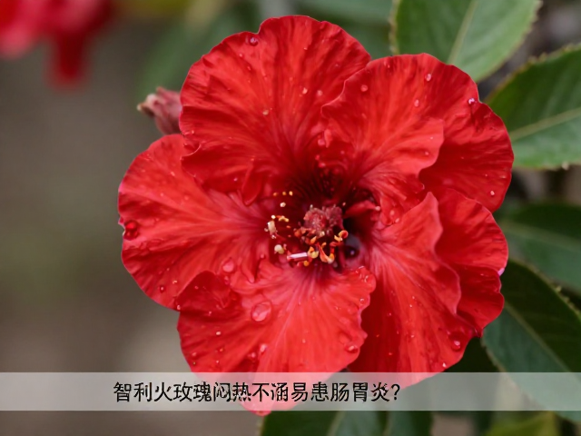智利火玫瑰闷热不通风易患肠胃炎？教你正确脱水护理法