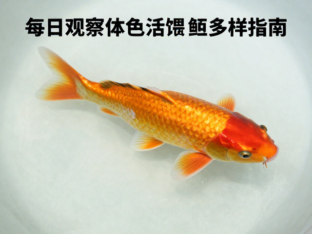锦鲤脱水急救，每日观察体色与活饵多样性投喂指南