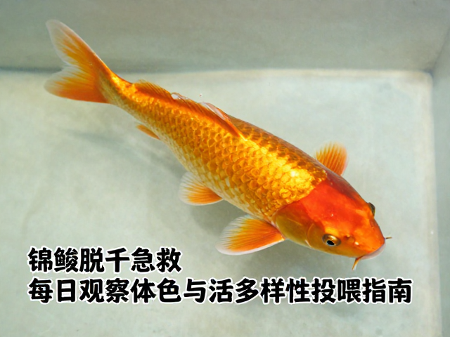 锦鲤脱水急救，每日观察体色与活饵多样性投喂指南