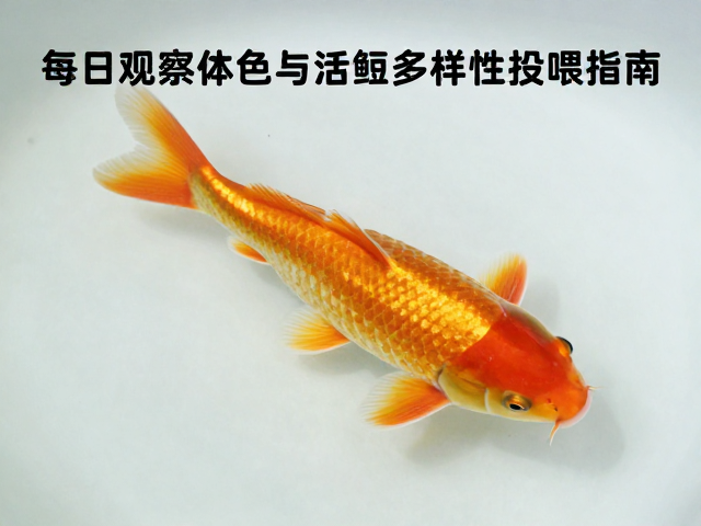 锦鲤脱水急救，每日观察体色与活饵多样性投喂指南