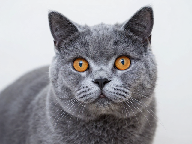 蓝猫品相标准，高饱和度与触须绒毛清晰度详解