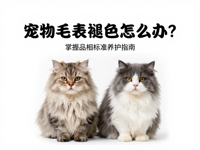 宠物毛发褪色怎么办？检查绒毛完整性，掌握品相标准养护指南